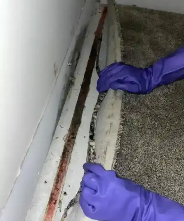 Signs You May Have Hidden Mold in Your Sarasota Home