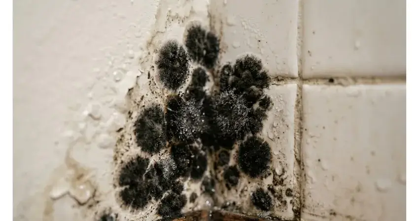 Close up of mold growth on a damp bathroom wall corner