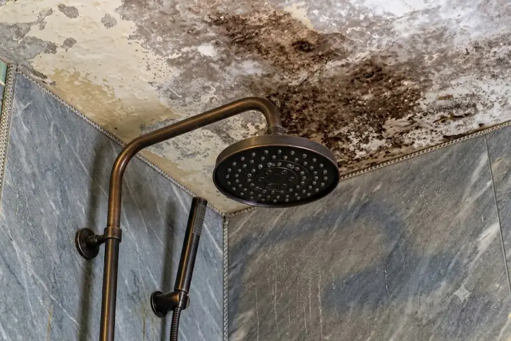 Close-up of severe black mold and peeling paint on a bathroom ceiling directly above a bronze rain shower head and grey marble wall tiles.