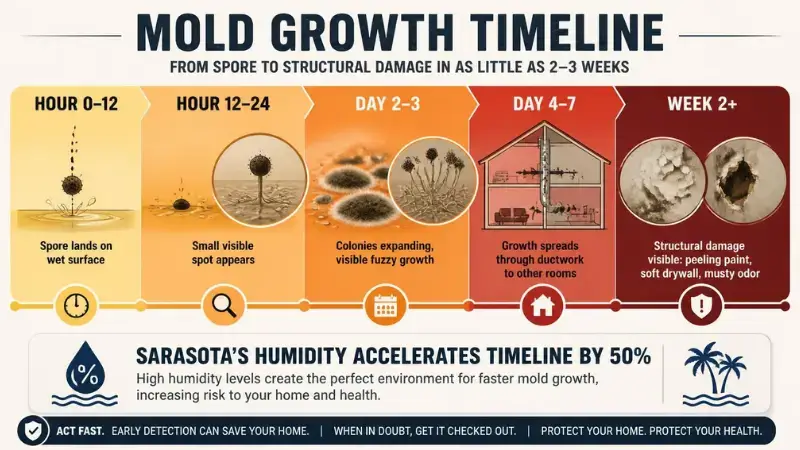 Mold growth timeline showing 24-hour establishment through 2-week spread in Sarasota's humid climate